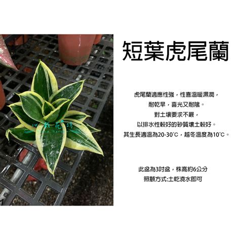 虎尾蘭 廁所|浴室淨化植物風水必學！廁所擺放虎尾蘭大忌揭密